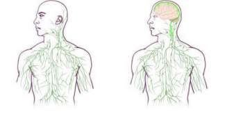 Old mapping of the lymphatic system compared with mapping based on new discoveries (Credit: University of Virginia Health System)